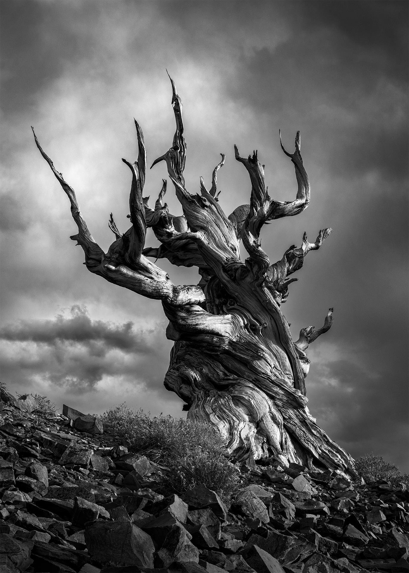 Twisted Through Eternity, Ancient Bristlecone by Lacey Horner