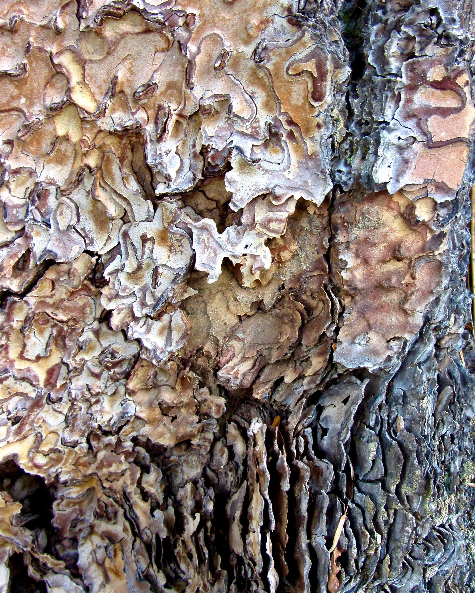 Nature's Abstracts: Bark 4 by Gwen Small