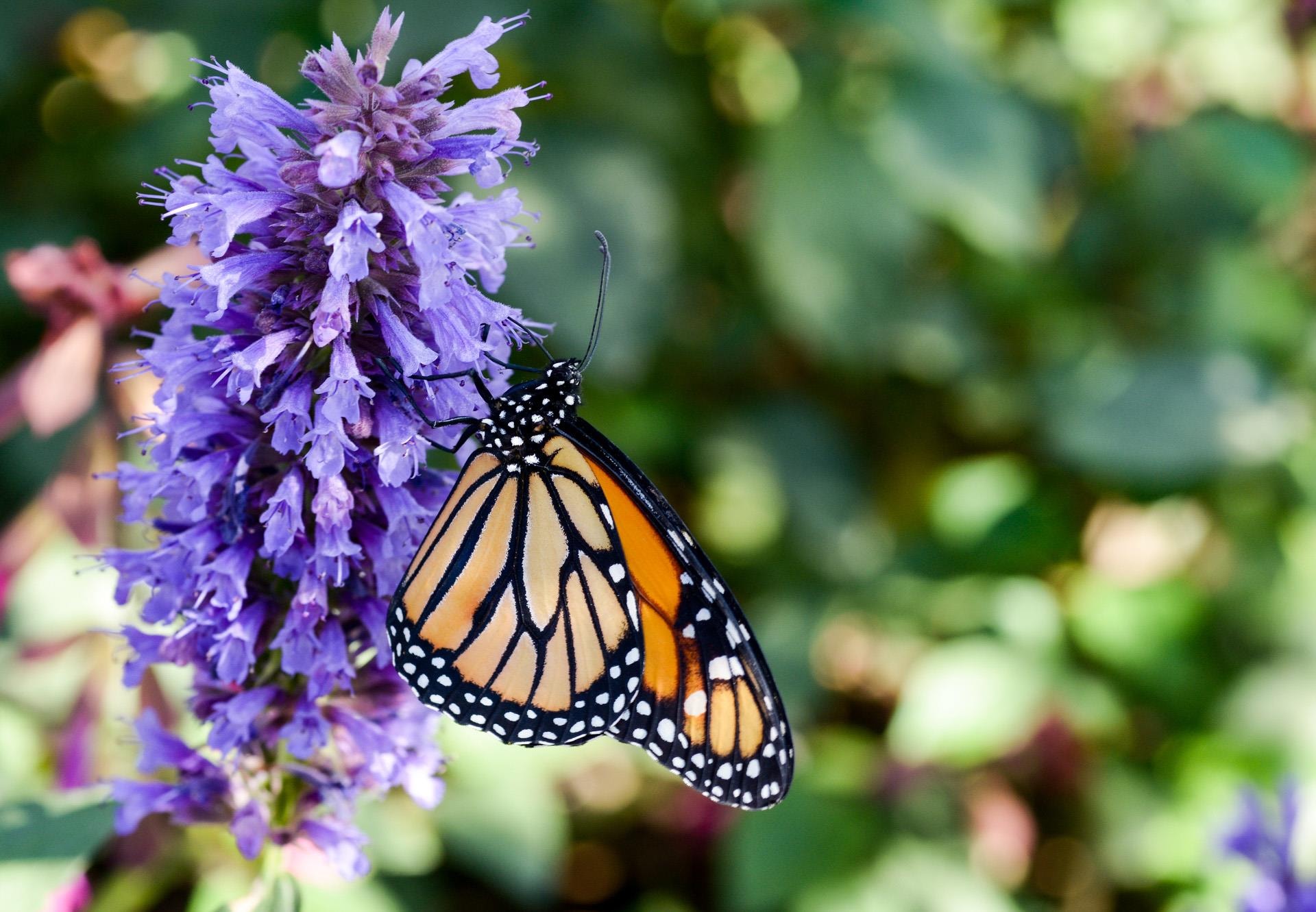 Butterfly with Flower by James Kelley