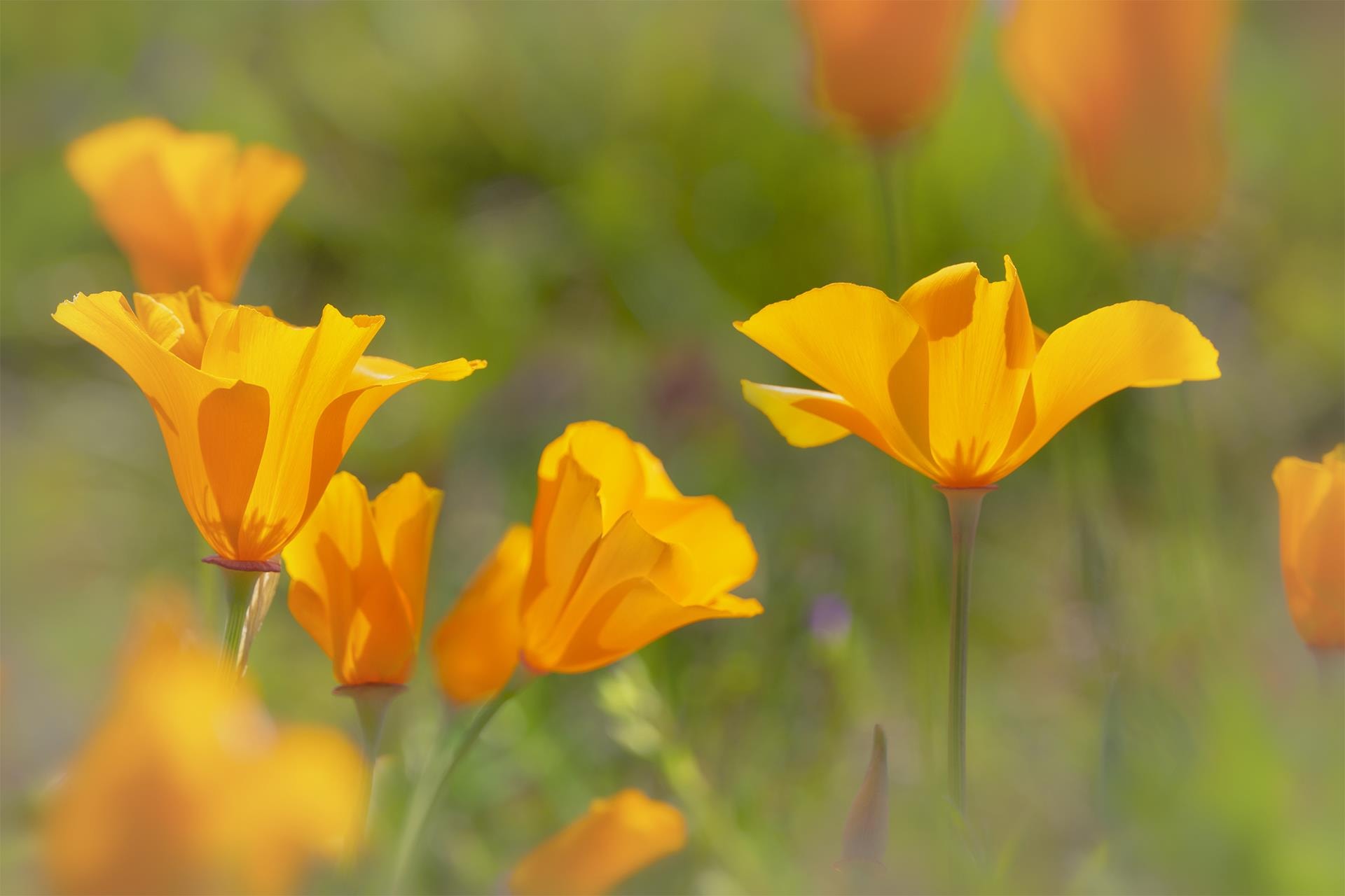 Californian Poppy by Mike Palhegyi