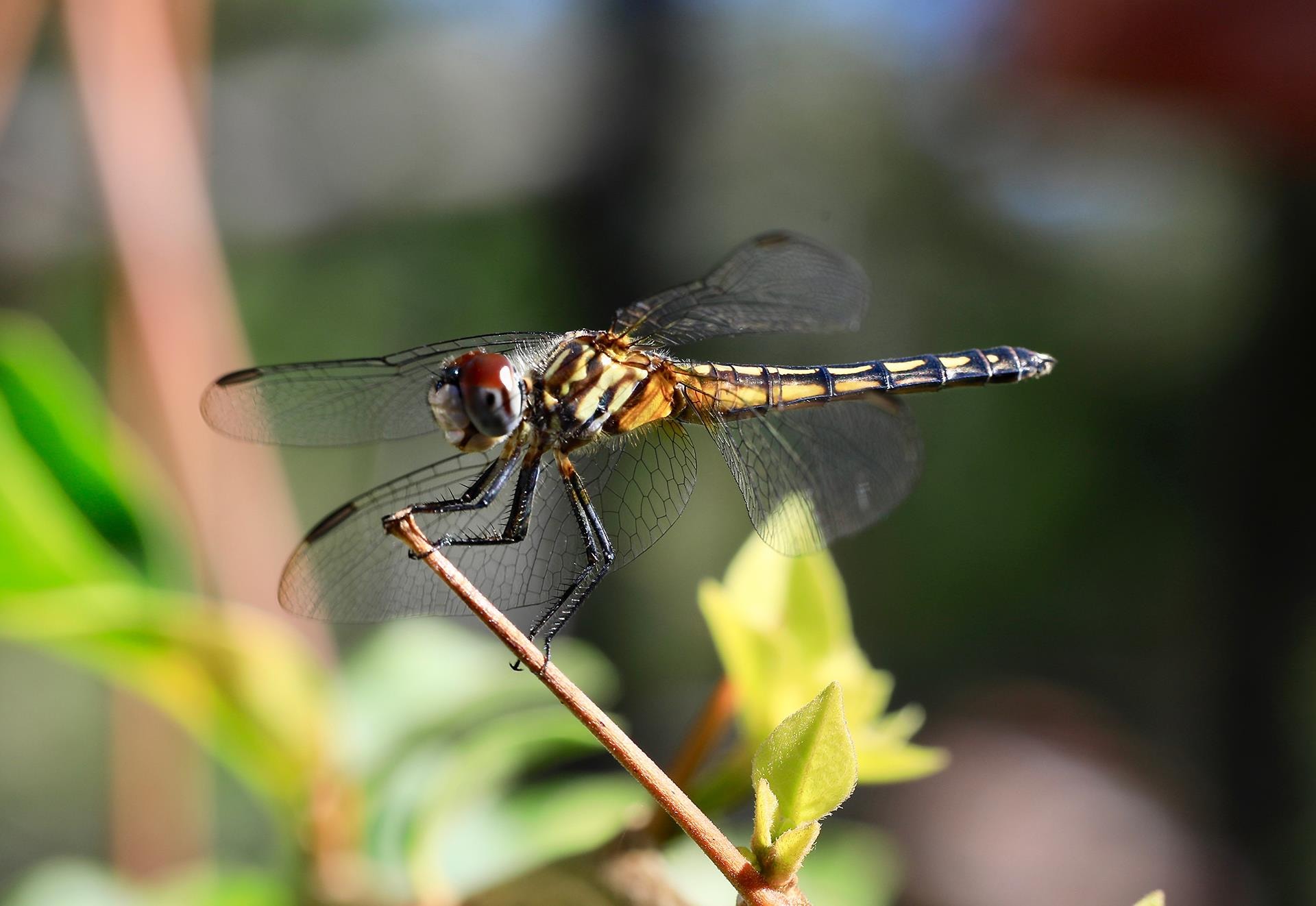 Dragonfly by Terry Constantine