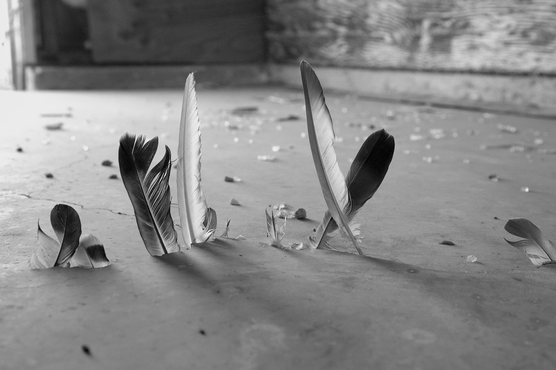 Feather Trial by Don Fike