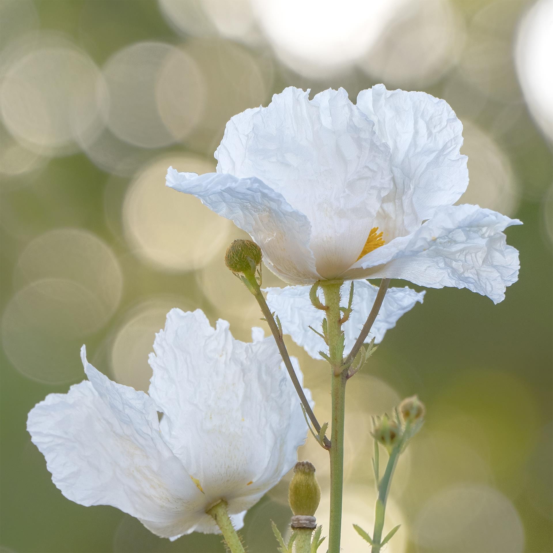 Matilija Poppy by Mike Palhegyi