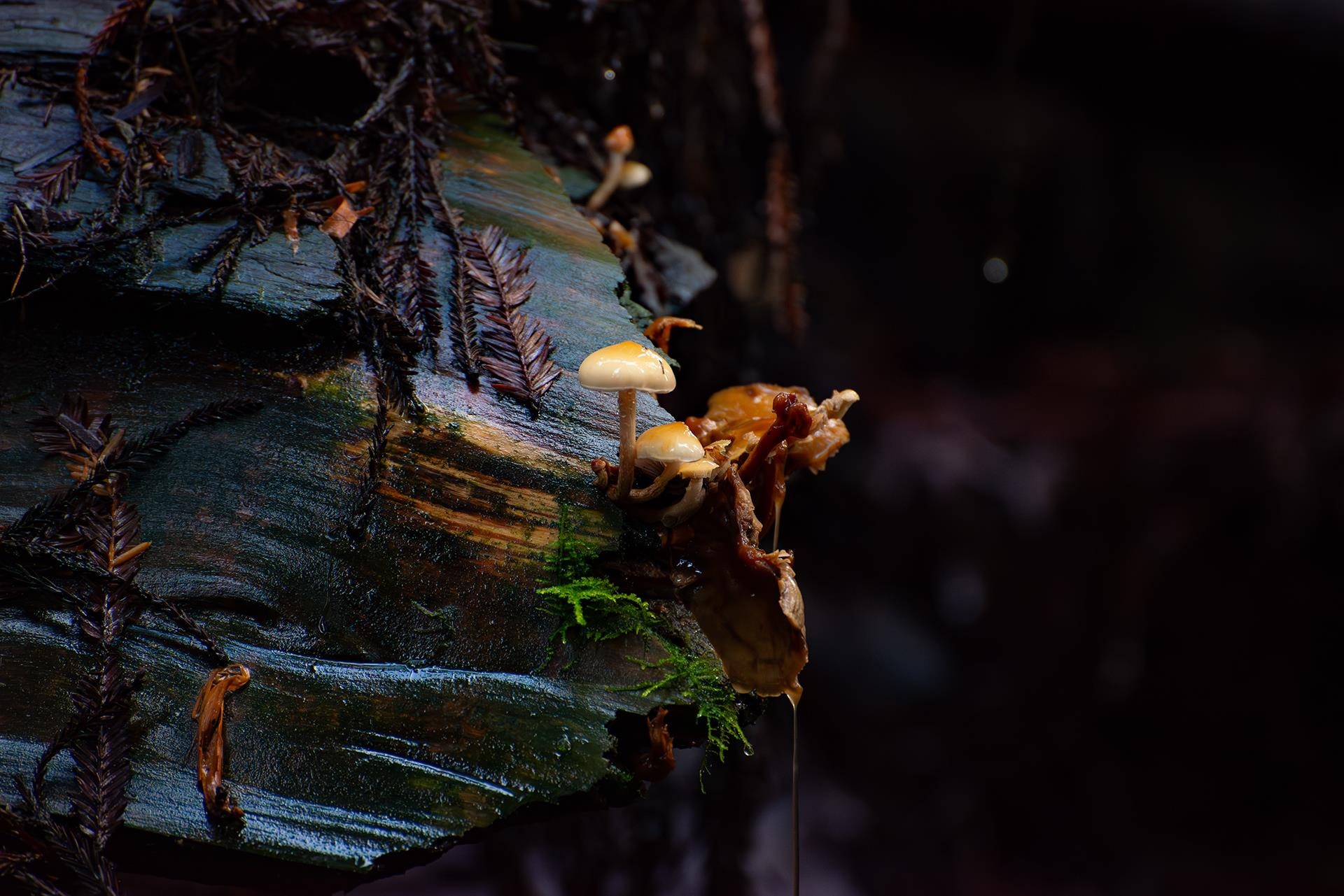Mushroom on the Forest by James Kelley