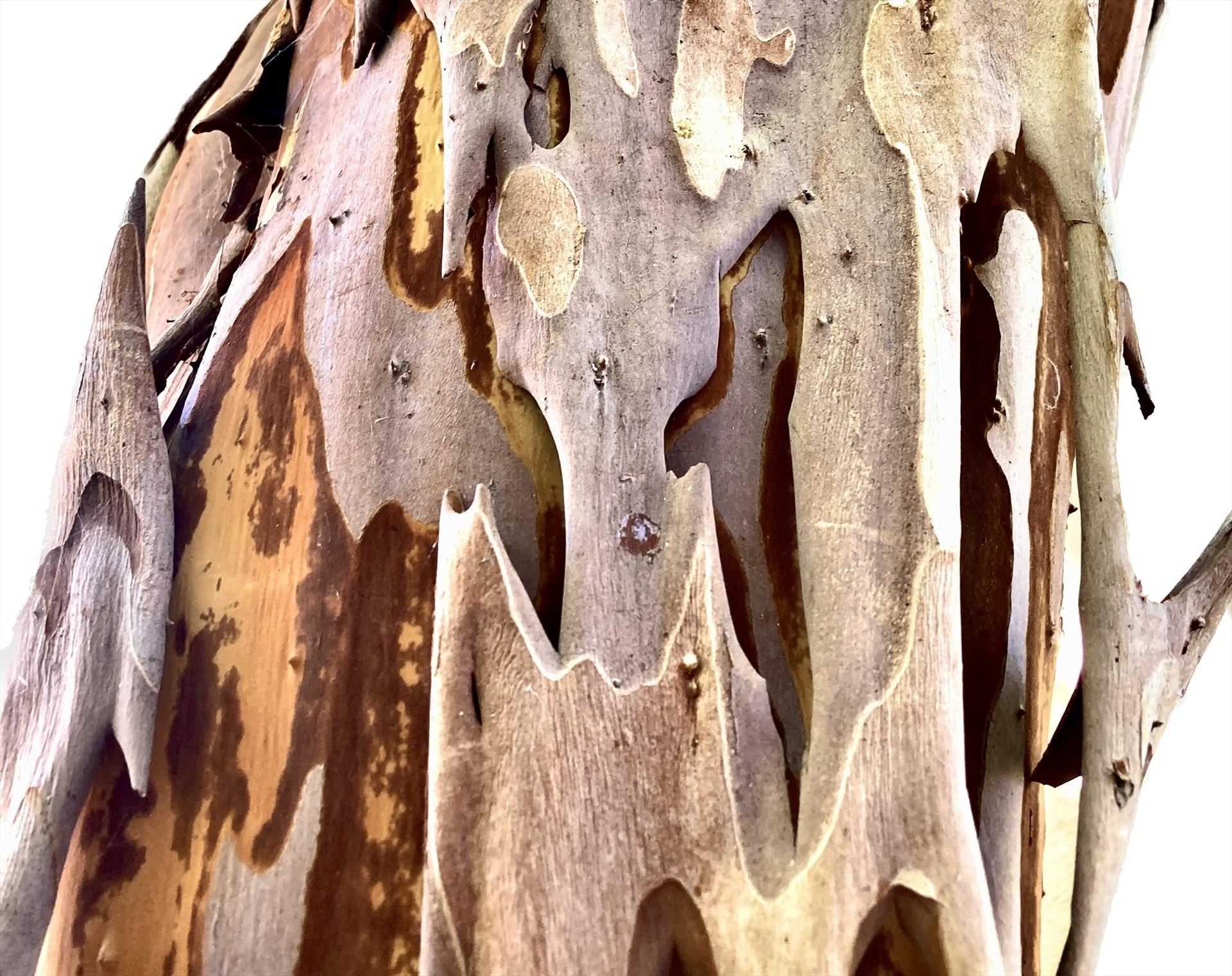 Peeling by Cherrie Anderson