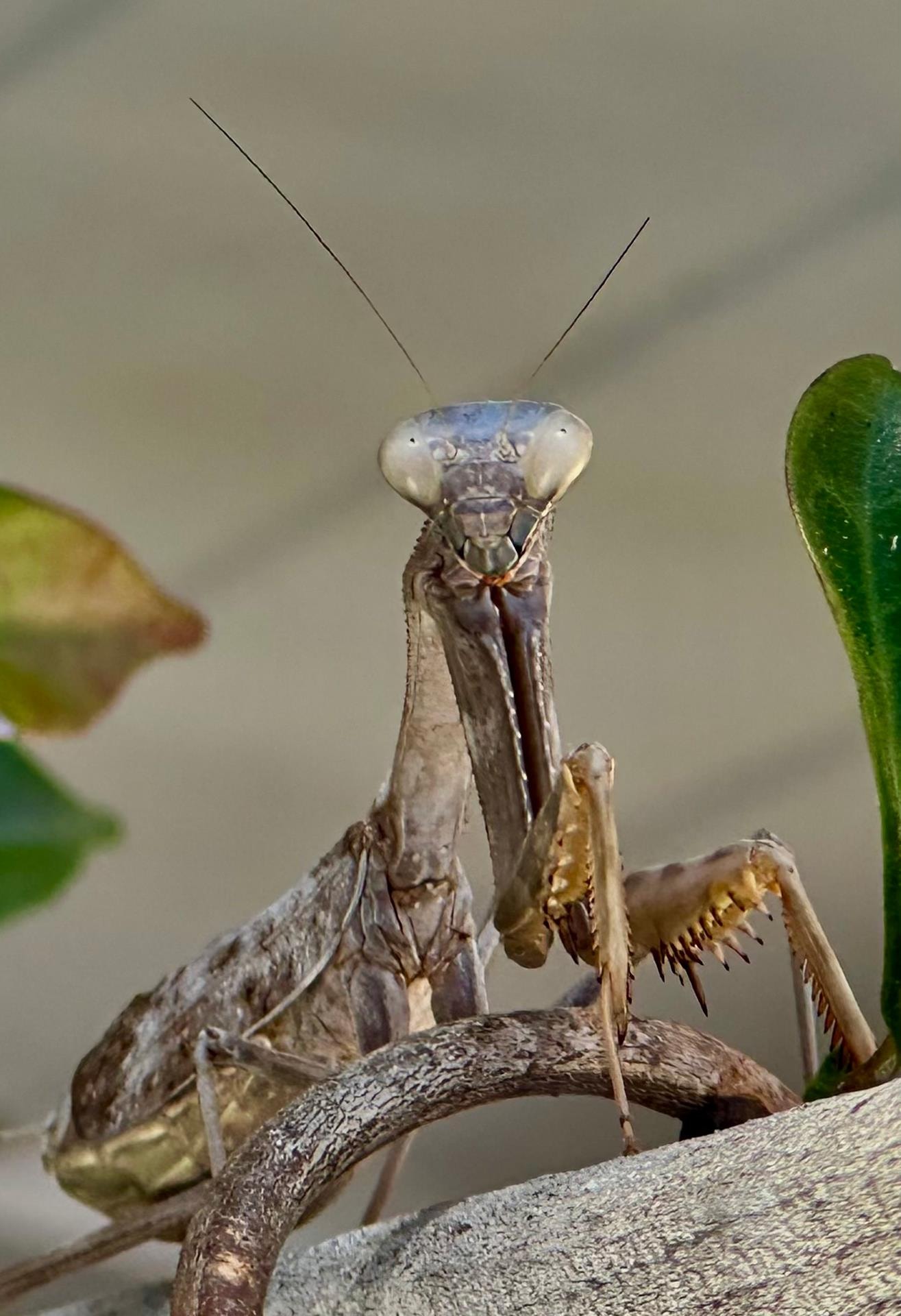 Preying Mantis by James Kelley