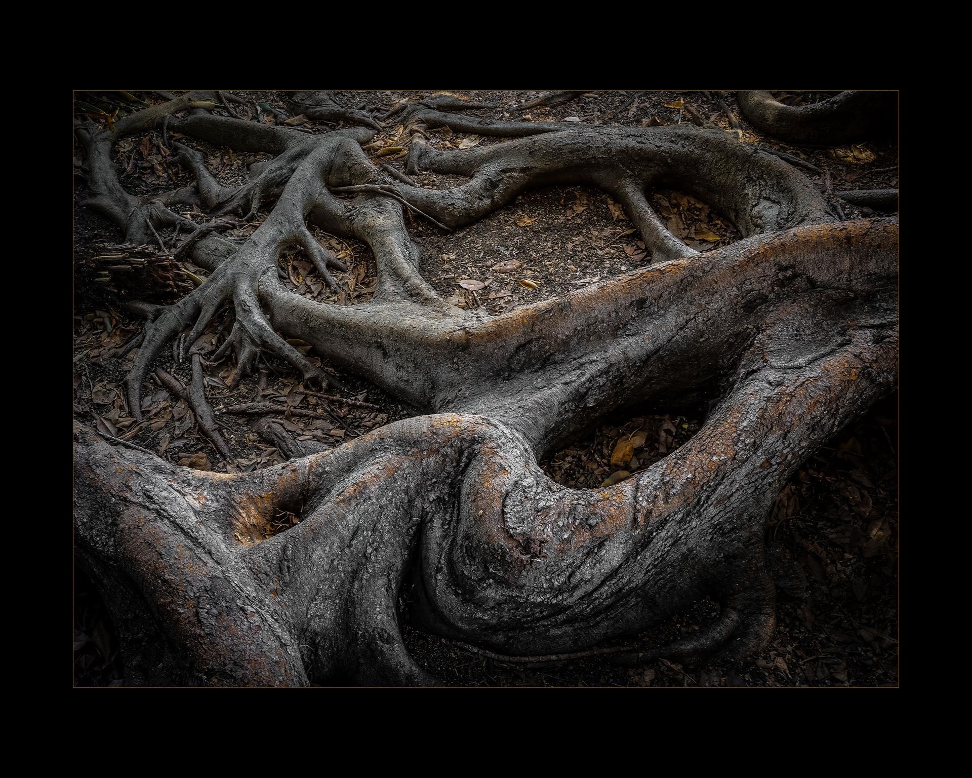 Balboa Park Roots by Kurt Lightfoot