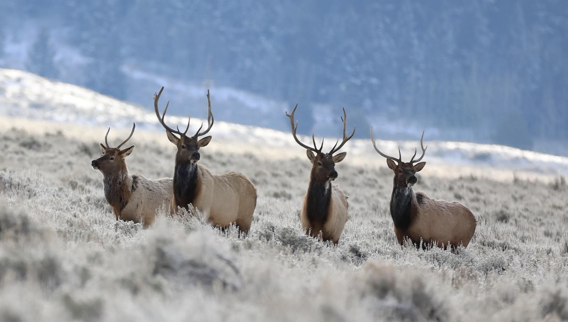 Elk in Formation by Terry Constantine