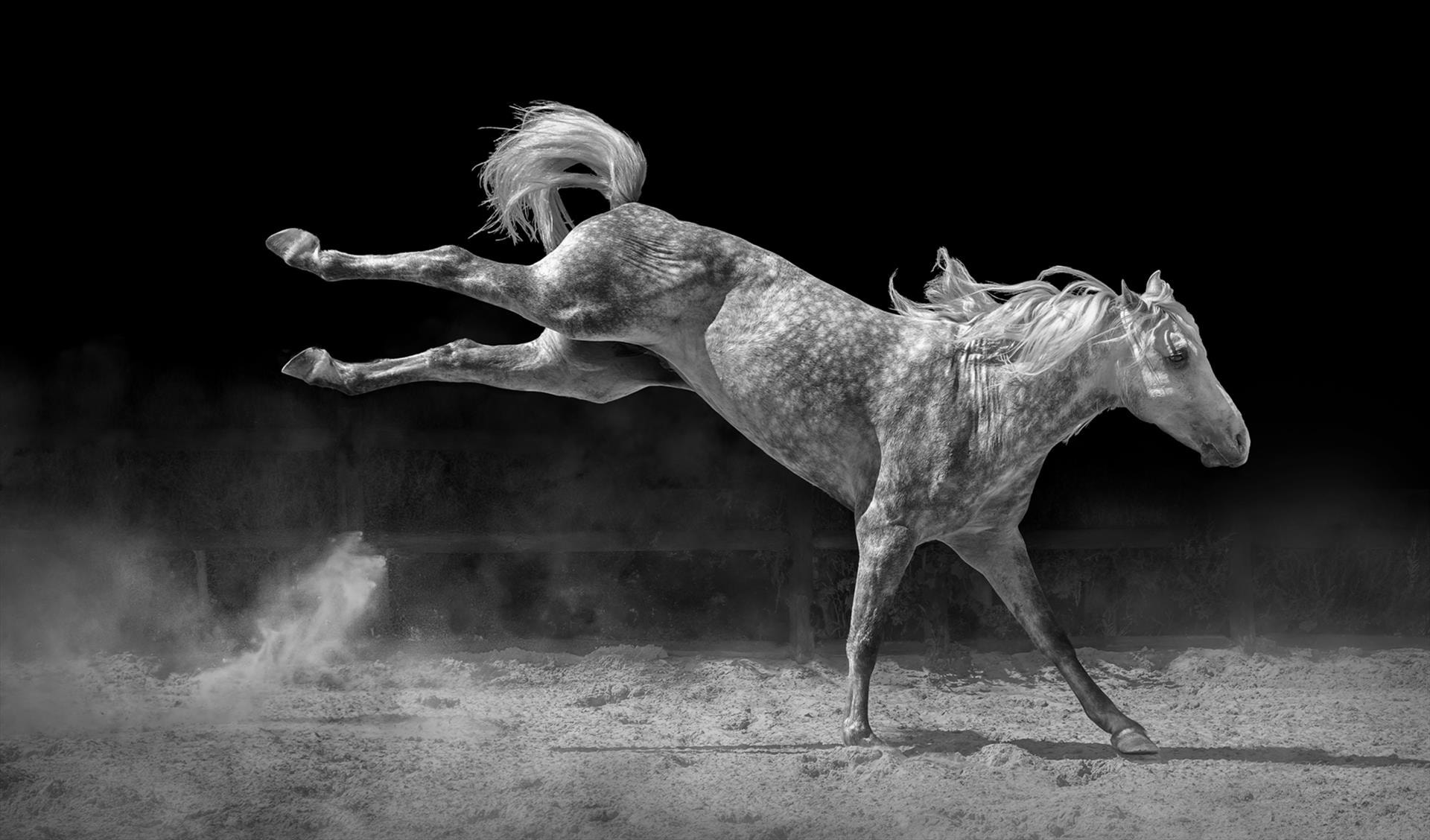 Flying Cowboy Out of Frame by Judy MacLean