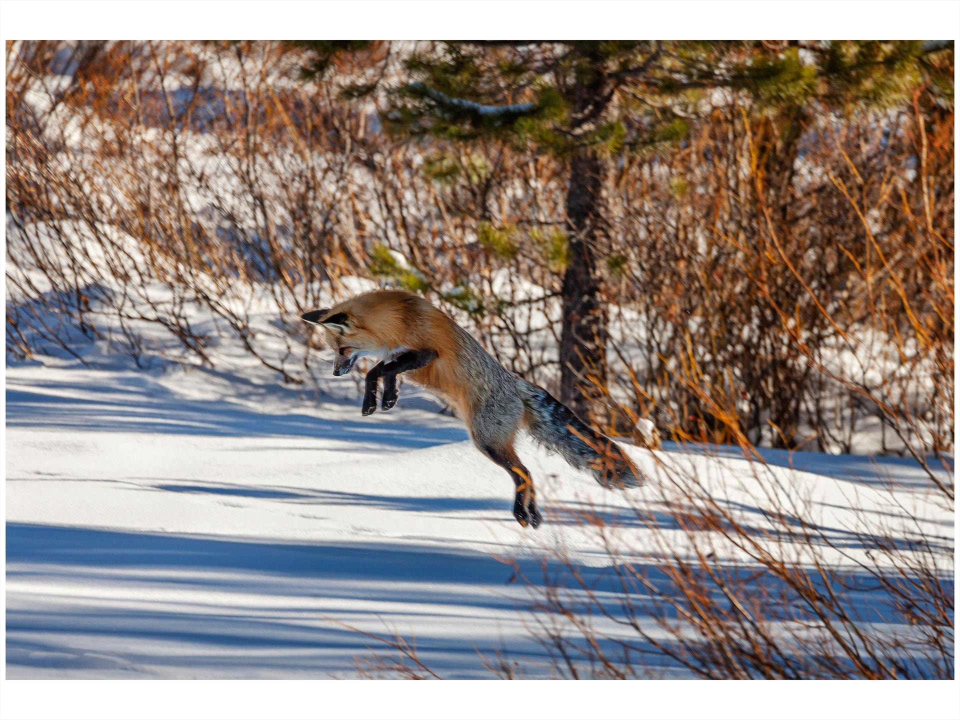 Fox Hunting in the Snow by Terry Constantine
