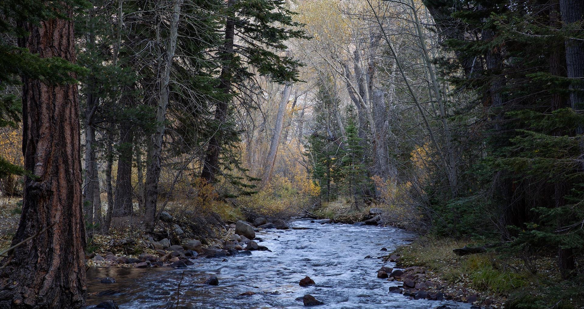 Lee Vining Creek by Dan Nougier