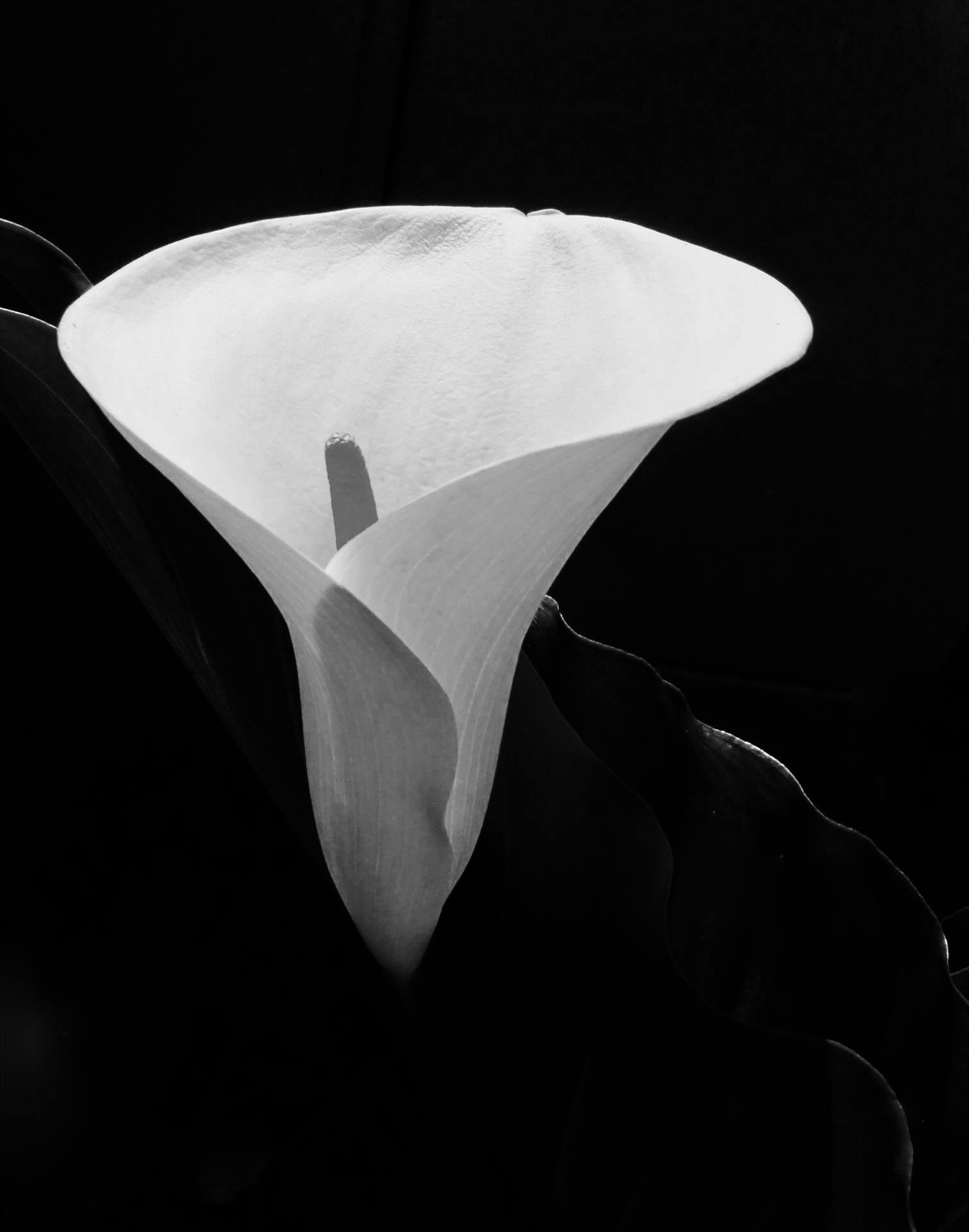Light on Callalily by Gwen Small