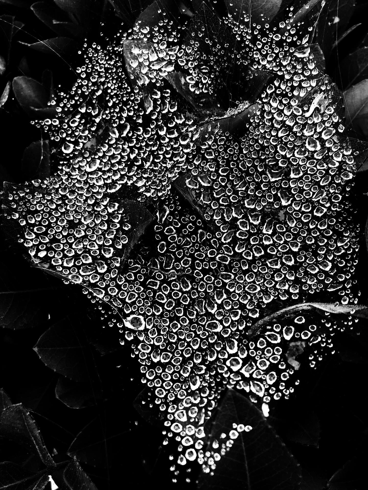 Rain Drops by Cheryl Price