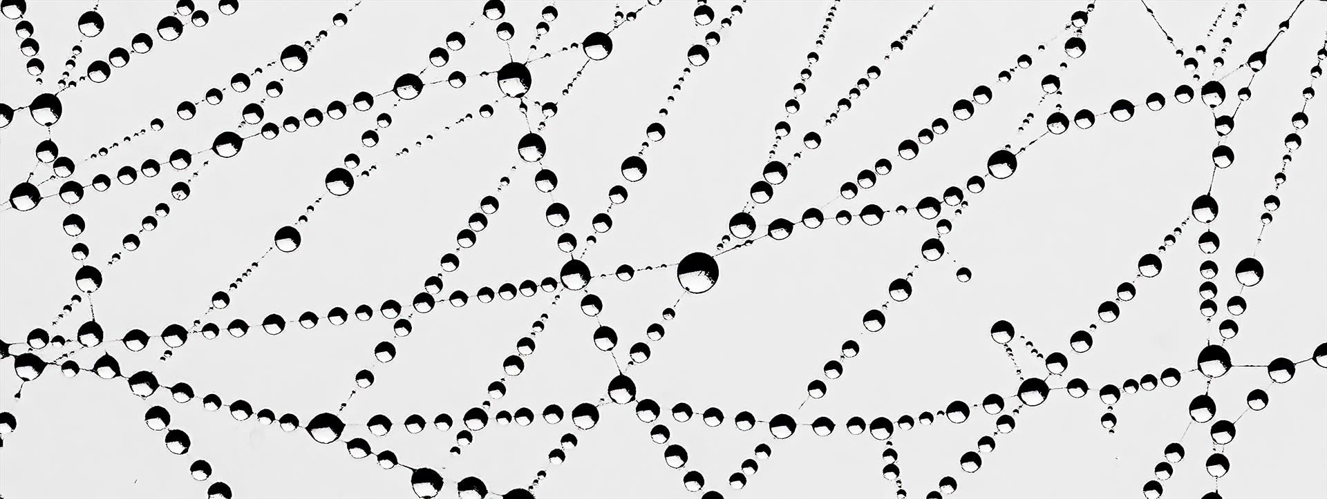 Wet Web by Ken Quigley