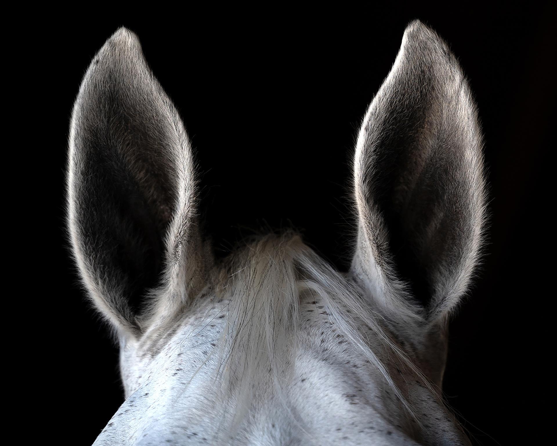 All Ears by Ruth Presslaff