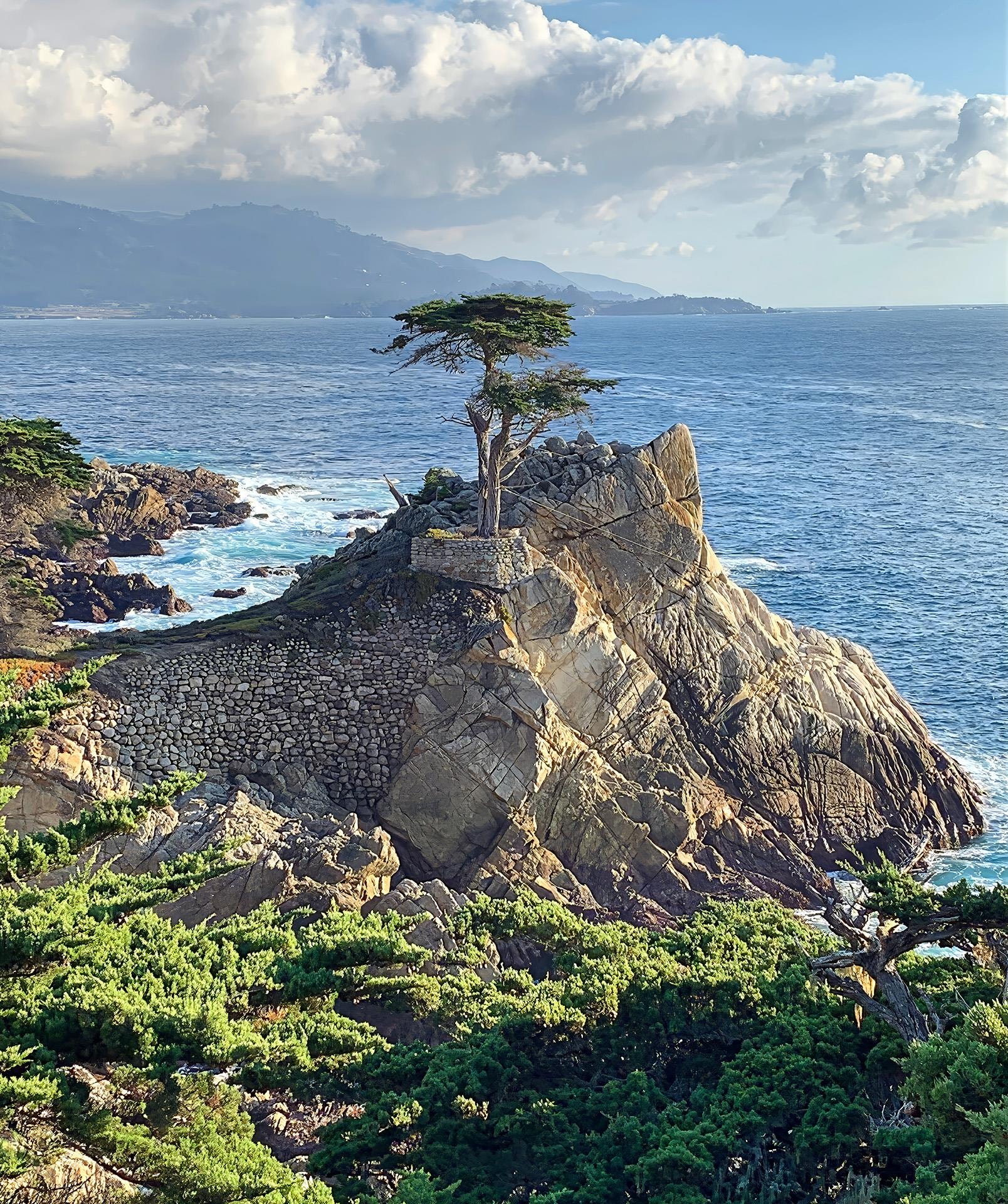Carmel Tree by James Kelley