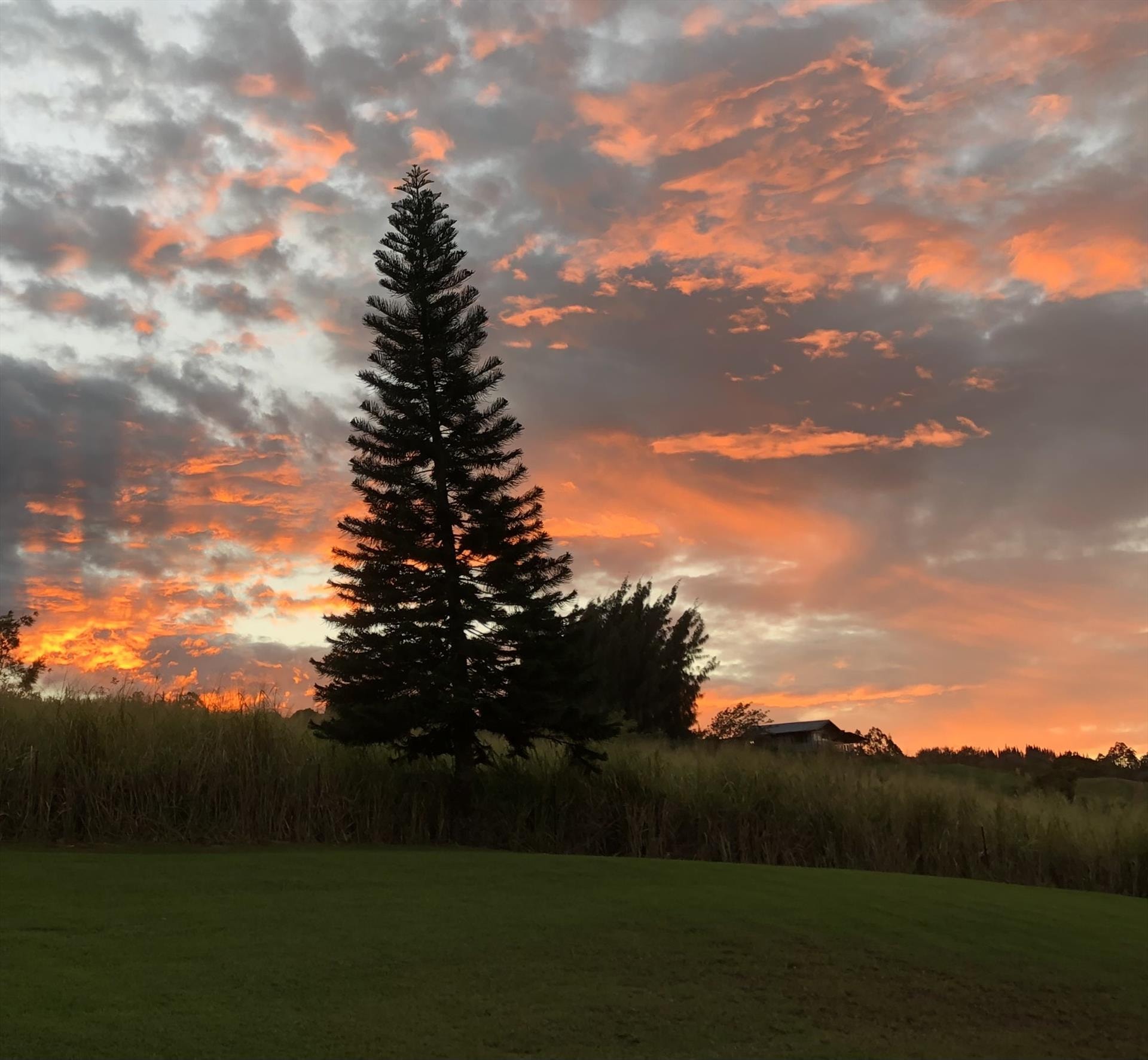 Christmas in Hawaii by Cheryl Price