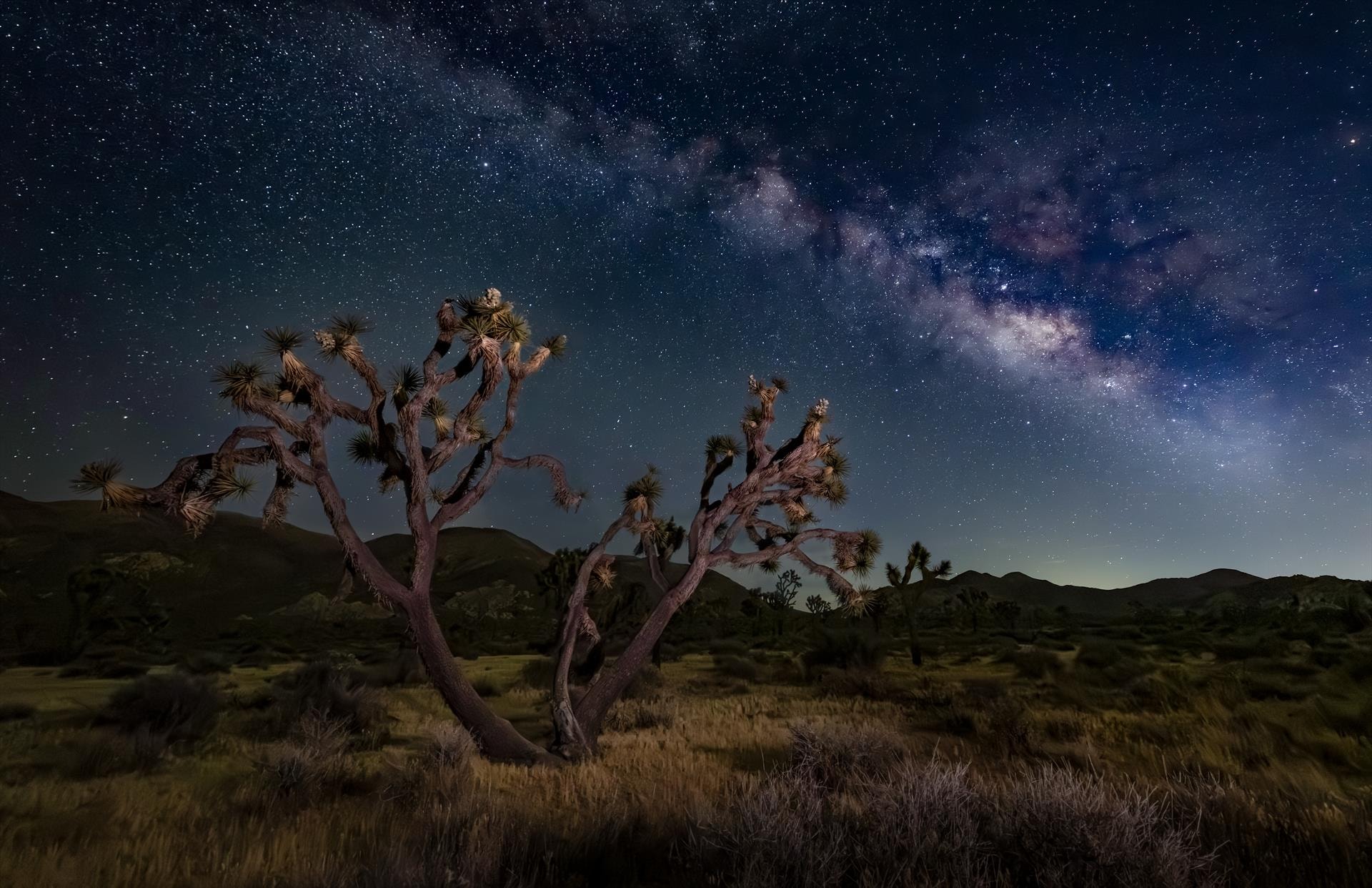 Milky Way over Joshua Tree by Susan Newlin