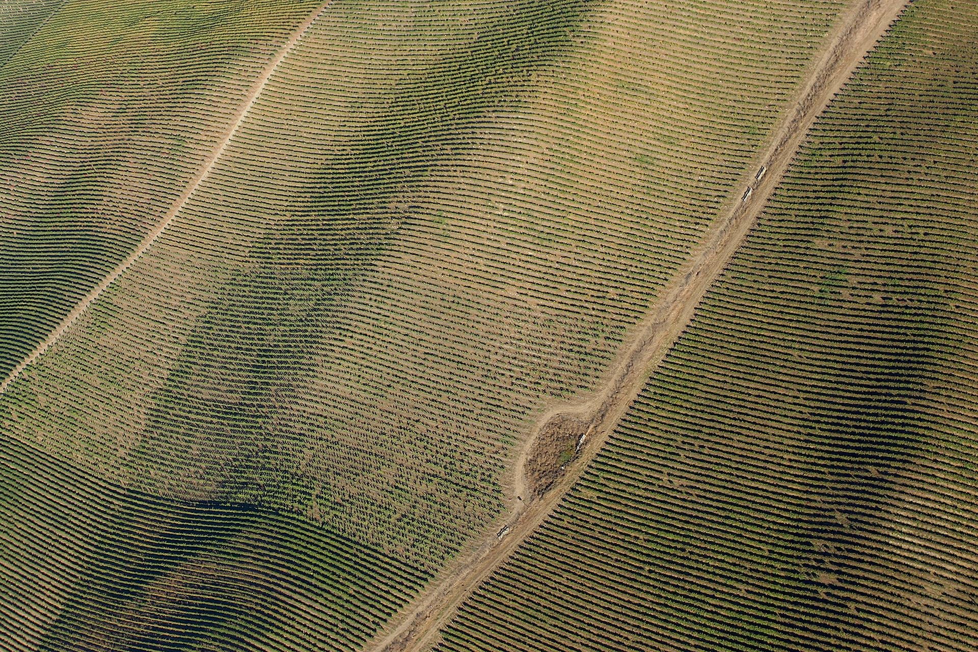 Napa Vineyards by Don Fike