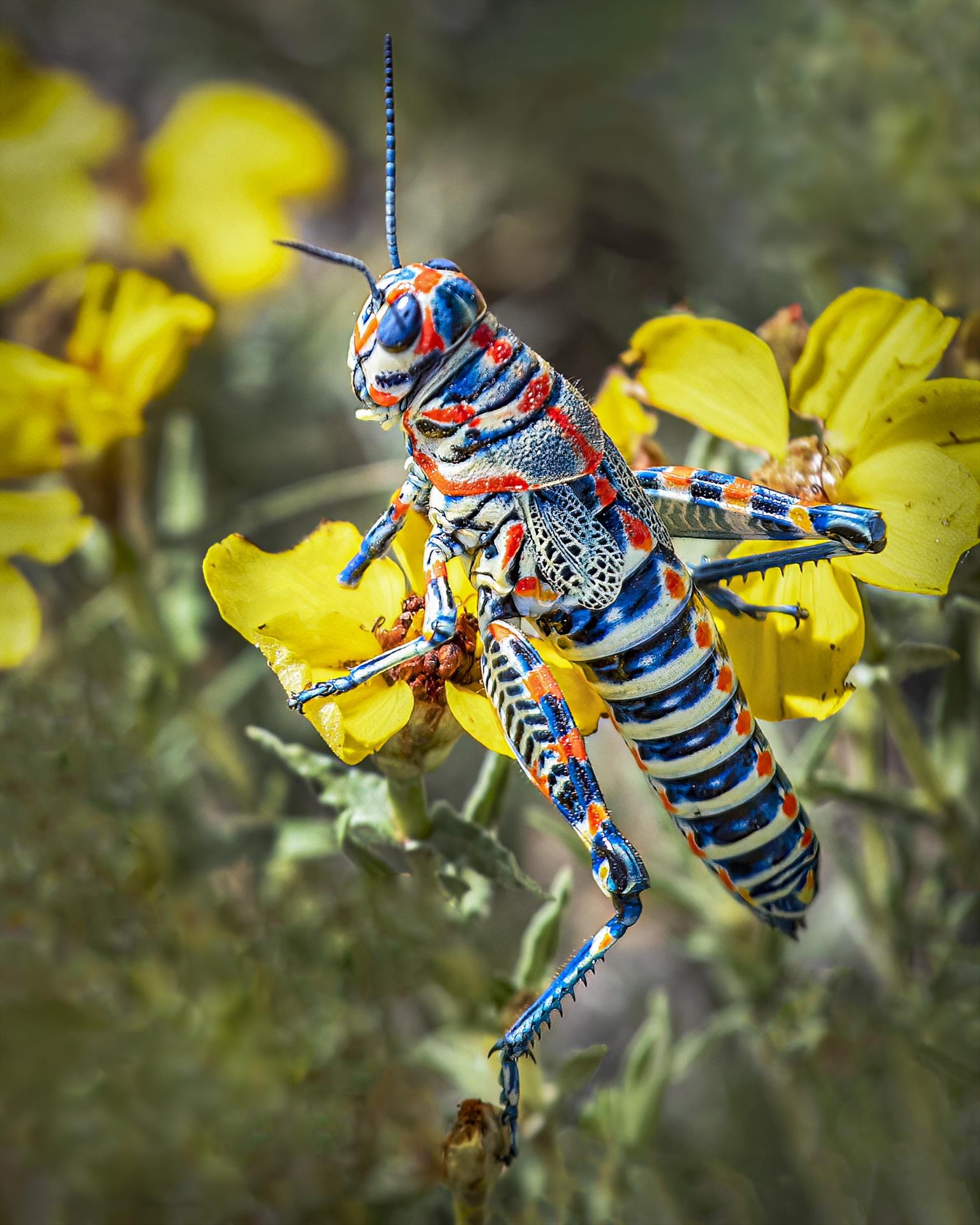Nature's Kaleidoscope by Susan Coppock