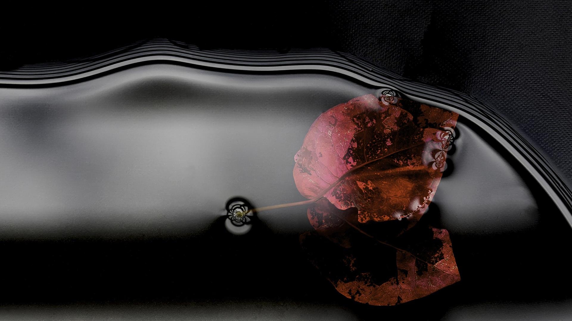 Pink Petal in a Puddle by Ruth Presslaff