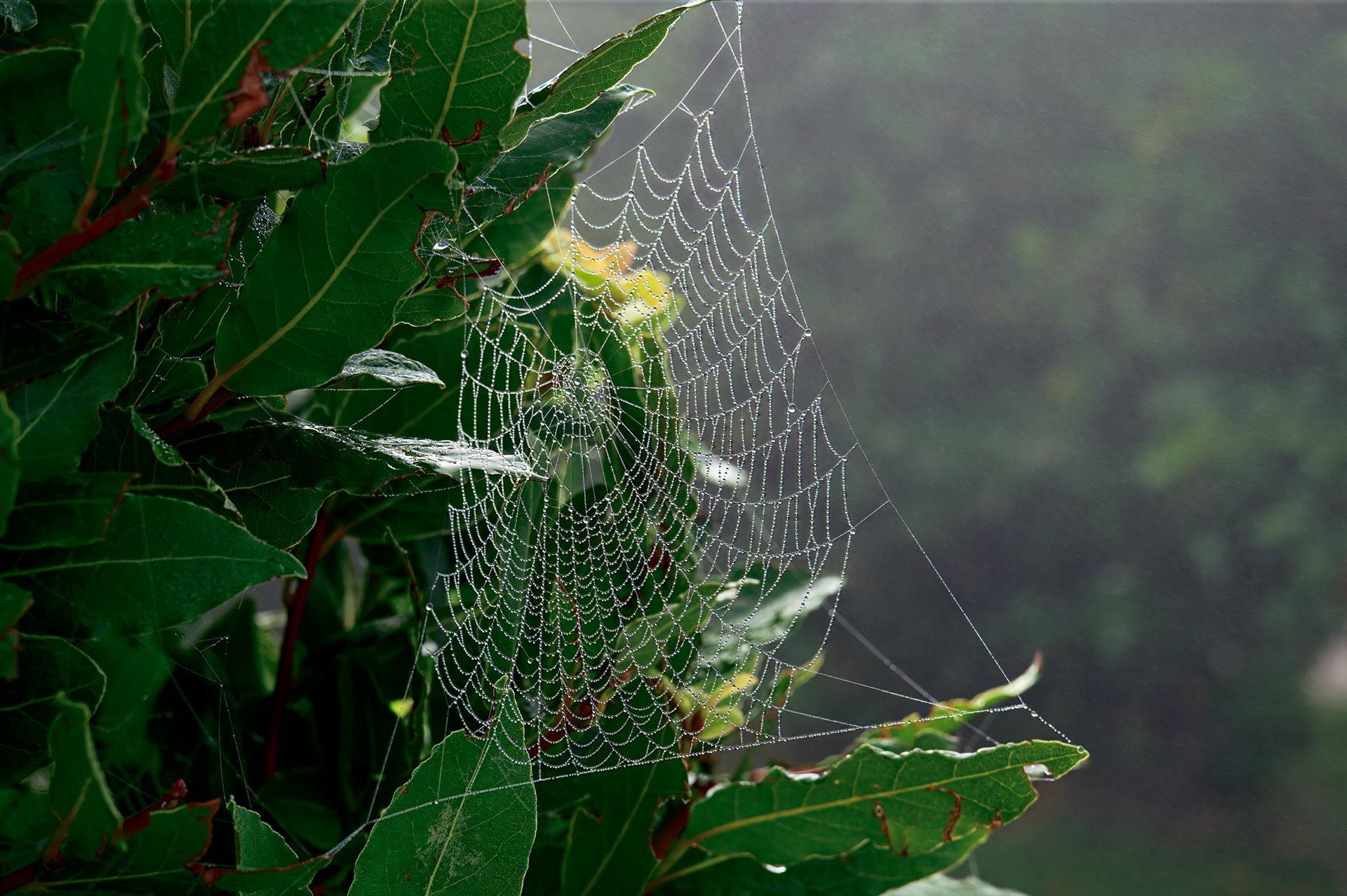 Spider Web by James Kelley